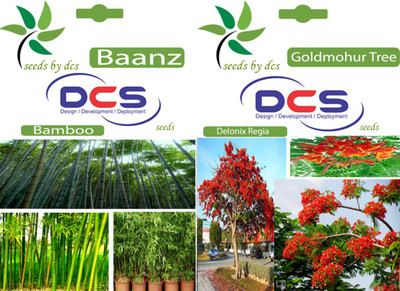 

DCS Baanz & GoldMohur Seed(2 per packet)