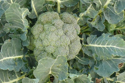 

Raunak Seeds Broccoli Seed(50 per packet)