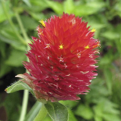 

Biocarve Strawberry Seed(100 per packet)