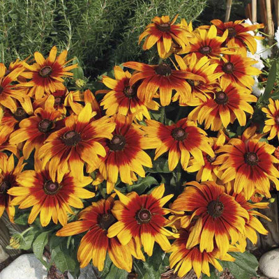 

Biocarve Rudbeckia Seed(50 per packet)