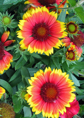 

Real Seed Gaillardia Double Mixed Seed(50 per packet)