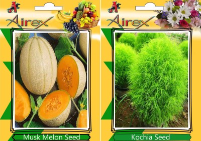 Airex Musk Melon and Kochia Seed(20 per packet)