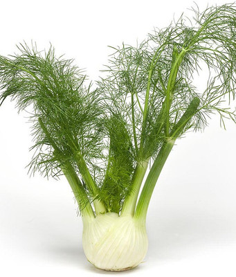 

Real Seed Sweet Fennel Imported Hybrid Herb Seeds Seed(10 per packet)