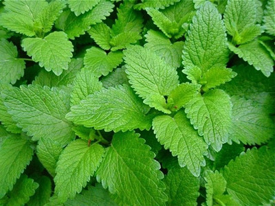 

Agricart Lemon Balm Seed(50 per packet)