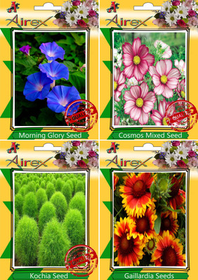 

Airex Morning Glory,Cosmos Mixed,Kochia and Gaillardia Seed(25 per packet)