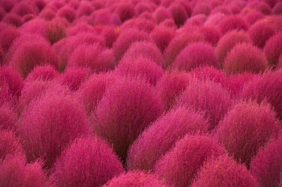 

National Gardens Burning Bush Flower Seeds - Kochia scoparia by National Gardens Seed(25 per packet)