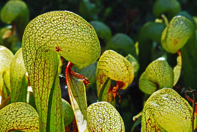 

E Garden Cobra Lily Seed(10 per packet)