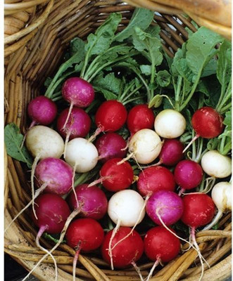 

National Gardens Easter Egg Radish Seeds by National Gardens Seed(50 per packet)