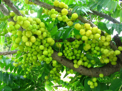 

Seedlings India Awala Seed(30 per packet)