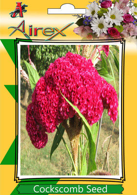 Airex Cockscomb Seed(15 per packet)