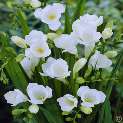 

Futaba Freesia Seeds White Seed(100 per packet)