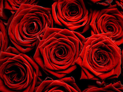 

National Gardens Red Rose Flower Seeds by National Gardens Seed(10 per packet)