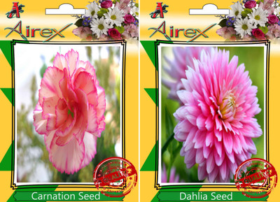 

Airex Carnation, Dahlia Seed(25 per packet)