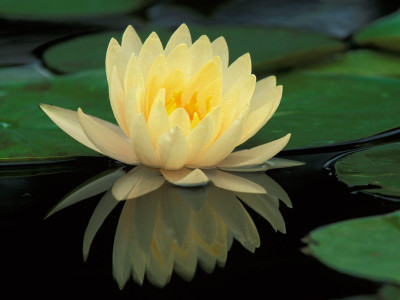 SaaHeli Lotus Flower Seed Yellow Seed(10 per packet)