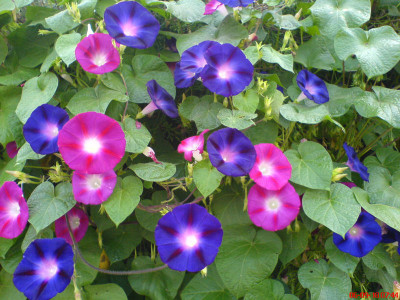 

Bio Kisan Flower Seed(50 per packet)