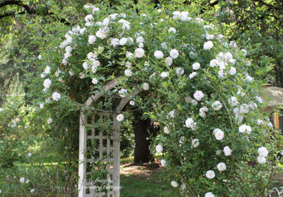 

National Gardens White Climbing Rose Flower Seeds by National Gardens Seed(10 per packet)