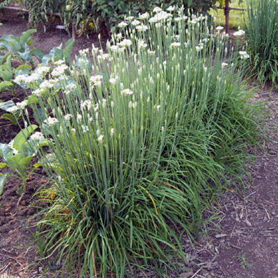 

Biocarve Garlic Chives Seed(50 per packet)