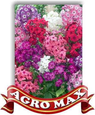 

AGRO MAX PHLOX DRUMMONDI MIX Seed(50 per packet)
