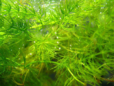 

National Gardens Hornwort Aquatic Plant Seeds by National Gardens Seed(10 per packet)