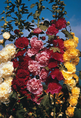 

Farm Seeds Balsam Double Mixed Seed(100 per packet)