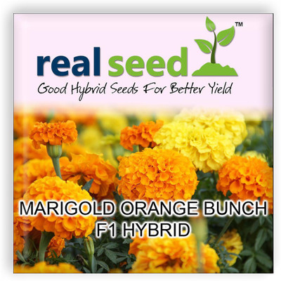 

Real Seed Marigold Orange Bunch Seed(60 per Packet)