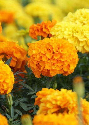 

Real Seed Marigold Orange Bunch F1 Hybrid Imported Flower Seeds Seed(60 Per Packet)