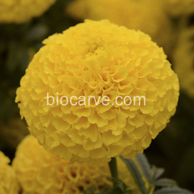 

Biocarve Marigold Taishan Yellow Seed(20 per packet)