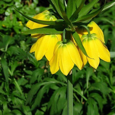 

Futaba Yellow Imperial Crown seed Seed(10 per packet)