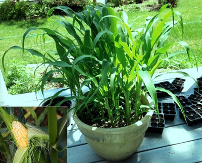 

Shubh-Bhakti ShubhBhakti- Hybrid maize SweetCorn Seeds Seed(40 per packet)