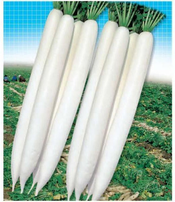 

Nooelec India Radish Long Seed(50 per packet)