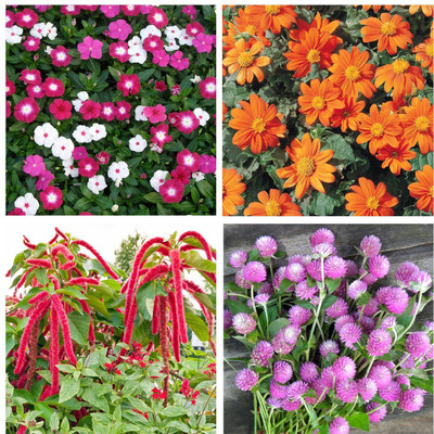 

Real Seed Vinca Mixed, Tithonia Red, Amaranthus, Gomphrena Pink Seed(30 per packet)