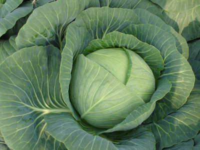 Kalash Cabbage Seed(50 per packet)
