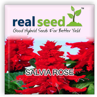 

Real Seed Rose Seed(50 per packet)