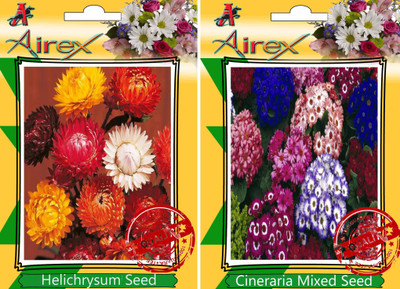 Airex Helichrysum Mixed, Cineraria Mixed Seed(30 per packet)