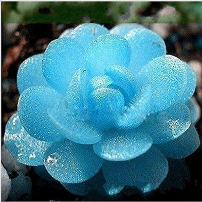 

Futaba Lithops Pseudotruncatella Living Stone (Lithops) Rare Succulent Seeds Seed(100 per packet)