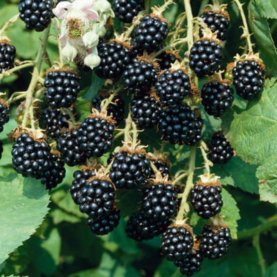 

National Gardens Blackberry Fruit Seeds by National Gardens Seed(10 per packet)