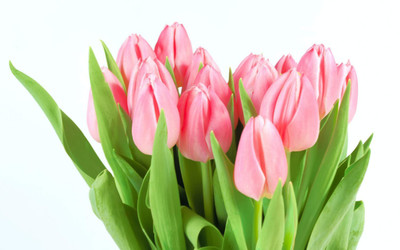 

Futaba Pink Tulip Flower Seed(10 per packet)