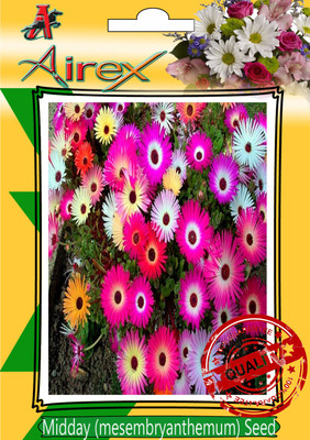 

Airex Mesembryanthemum / Midday Seed(25 per packet)