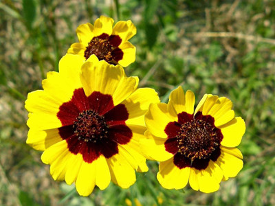 

Amir Enterprises coreopsis Seed(10 per packet)