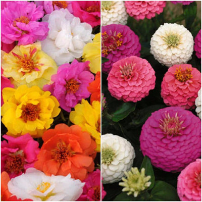Biocarve Best Selling Summer Flower Kit Seed(2 per packet)