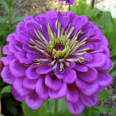 

Biocarve Zinnia Royal Purple Seed(100 per packet)