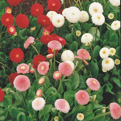 Biocarve Daisy Flower Seed(200 per packet)