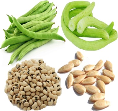 Airex Bean (Lobia), Cucumis (Kakdi) Seed(25 per packet)