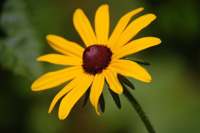 

National Gardens Black Eyed Susan Flower Seeds by National Gardens Seed(40 per packet)