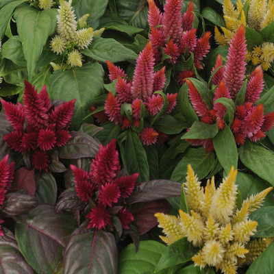 

Biocarve Celosia kosmo Seed(10 per packet)