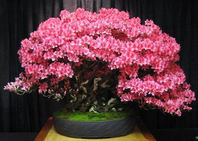

National Gardens Redbud Judas Bonsai Seeds by National Gardens Seed(10 per packet)