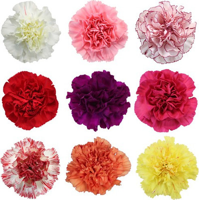 

Bio Kisan Flower Seed(10 per packet)