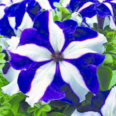 

Rainbow Spring Seeds Blue Star Petunia Flower Seed(50 per packet)
