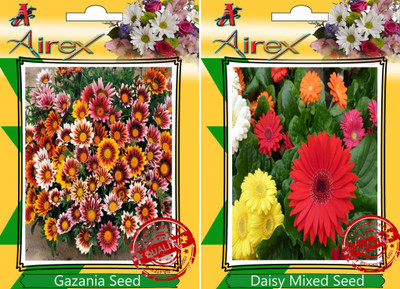 

Airex Gazania, Daisy Mixed Seed(15 per packet)