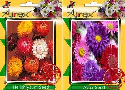 Airex Helichrysum Mixed, Aster Seed(30 per packet)